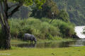 Rhino Drinking