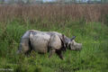 Rhino With Gash Wound