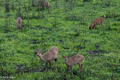 Swamp Deer Feeding
