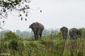 Elephant Approaching