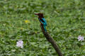White Throated Kingfisher