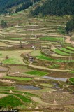 Shades Of Green