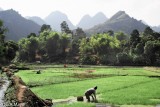 Fields Of New Rice