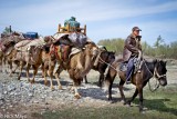 Camel Train