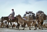 A Short Camel Train