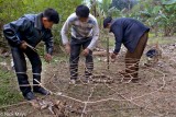 Preparing The Vine Net At Dujie