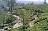 Tuk Tuk In Tea Fields