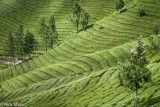 Waves Of Green