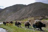 Yak Caravan Arriving From Tibet