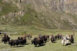 Unladen Pack Yaks Leaving Camp