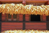 Corn Cobs Hanging From Eaves