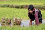Uprooting The New Rice Shoots