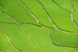 Green Paddy