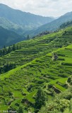 Terraces Of Green