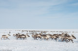 Reindeer Herd Racing