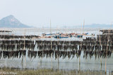 Kelp Drying In Dong Wu Bay
