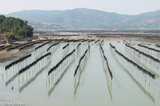 Kelp Drying On Bamboo Poles