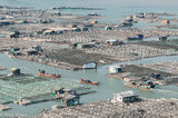 Boats Passing Between Oyster Farms