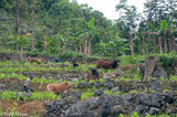 Three Ploughmen At Work
