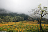 Cloud Descending Onto The Daylily Field