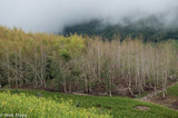 Clouds Rolling Over The Forest