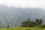 Man In A Field Picking Daylilies