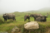 Buffalo Family In The Cloudy Pastures