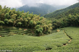 Path Through The Tea Field