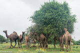 Camels