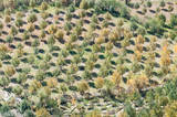Sangla Valley Apple Orchard