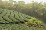 Nantou County Tea Field