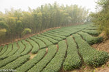 Tea & Bamboo In Mountains Of Nantou