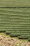 Tea Field In Mountains Of Nantou