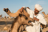 Trimming The Camel's Eyebrows