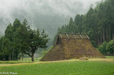 Thatched House By The Rice Field