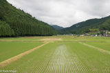 Valley Of Paddy Rice