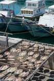 Fish Drying By The Harbour