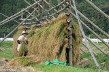 Farmer Hanging Rice On Drying Rack