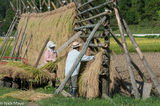 Two Farmers Hanging Rice To Dry