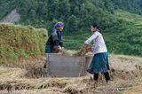 Blue Hmong Hand Threshing