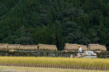 Harvesting Rice