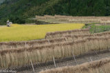 Harvesting Rice & Drying Racks