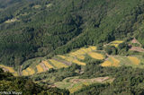 Terraced Fields