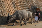 Black Dao Woman With Water Buffalo