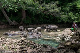 Water Buffalo Cooling In The River