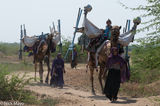 Two Kutchi Rabari Women With Camels