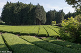 Tea Plantation Below Mt. Fuji