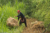 Throwing Down Freshly Cut Rice