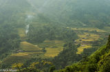 Terraces Of Ripe Rice