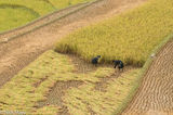 Two Girls Harvesting The Rice Crop